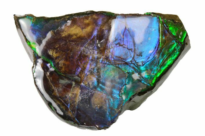 Iridescent Ammolite (Fossil Ammonite Shell) - Alberta, Canada #156753